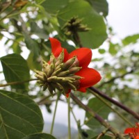 Erythrina subumbrans (Hassk.) Merr.